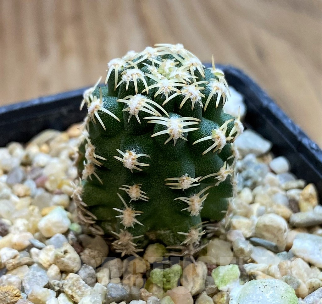 SH11352 Pygmaeocereus bieblii, own roots - Image 2