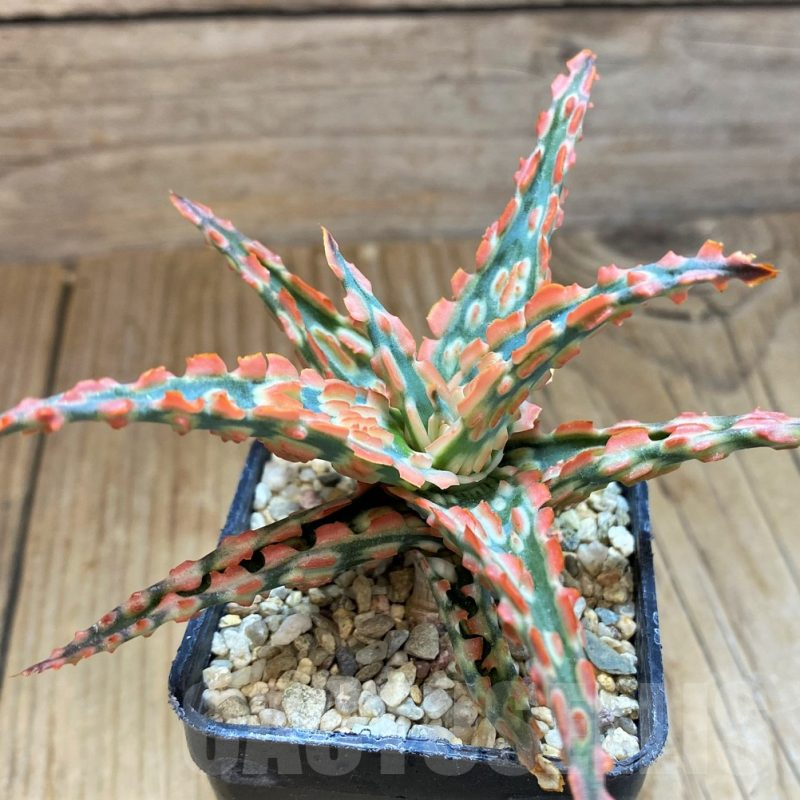 SH11404 Aloe TCT hybrid