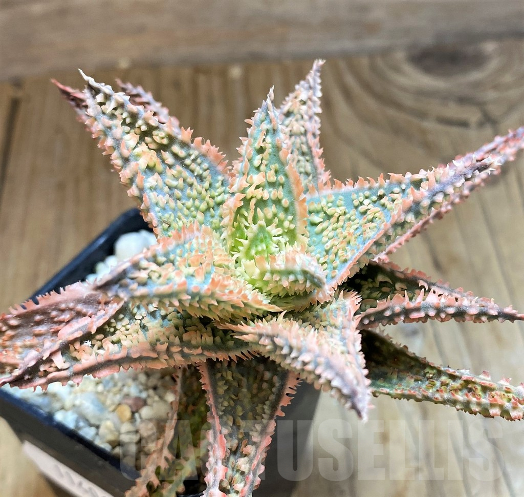 SH11406 Aloe TCT hybrid - Image 2