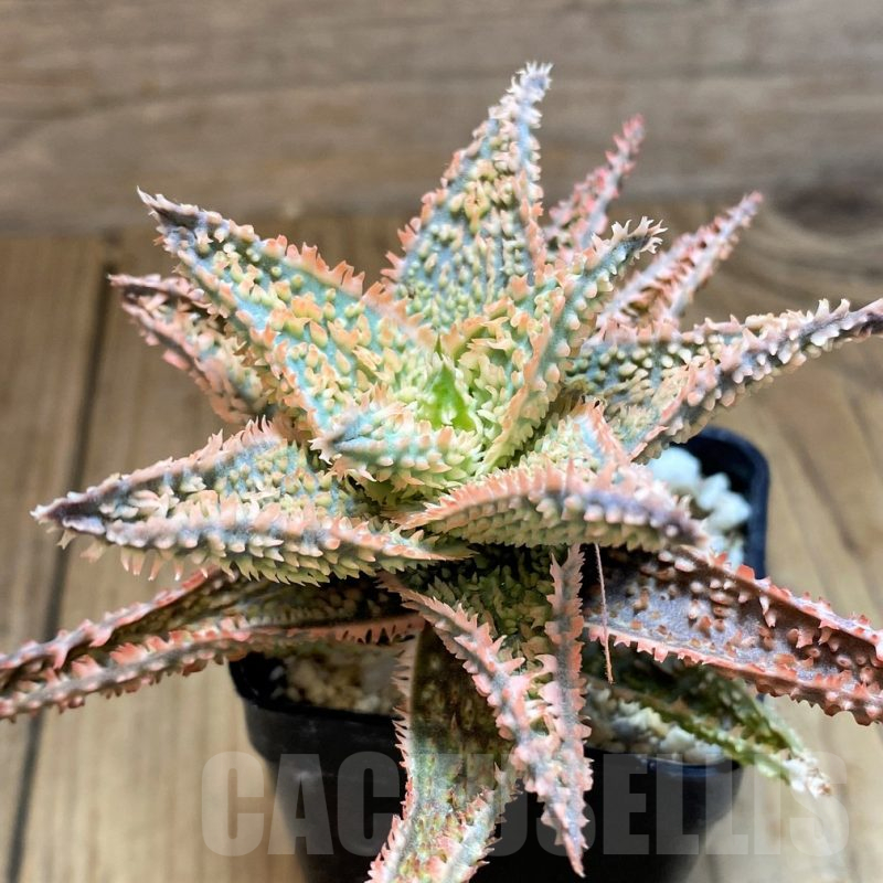 SH11406 Aloe TCT hybrid