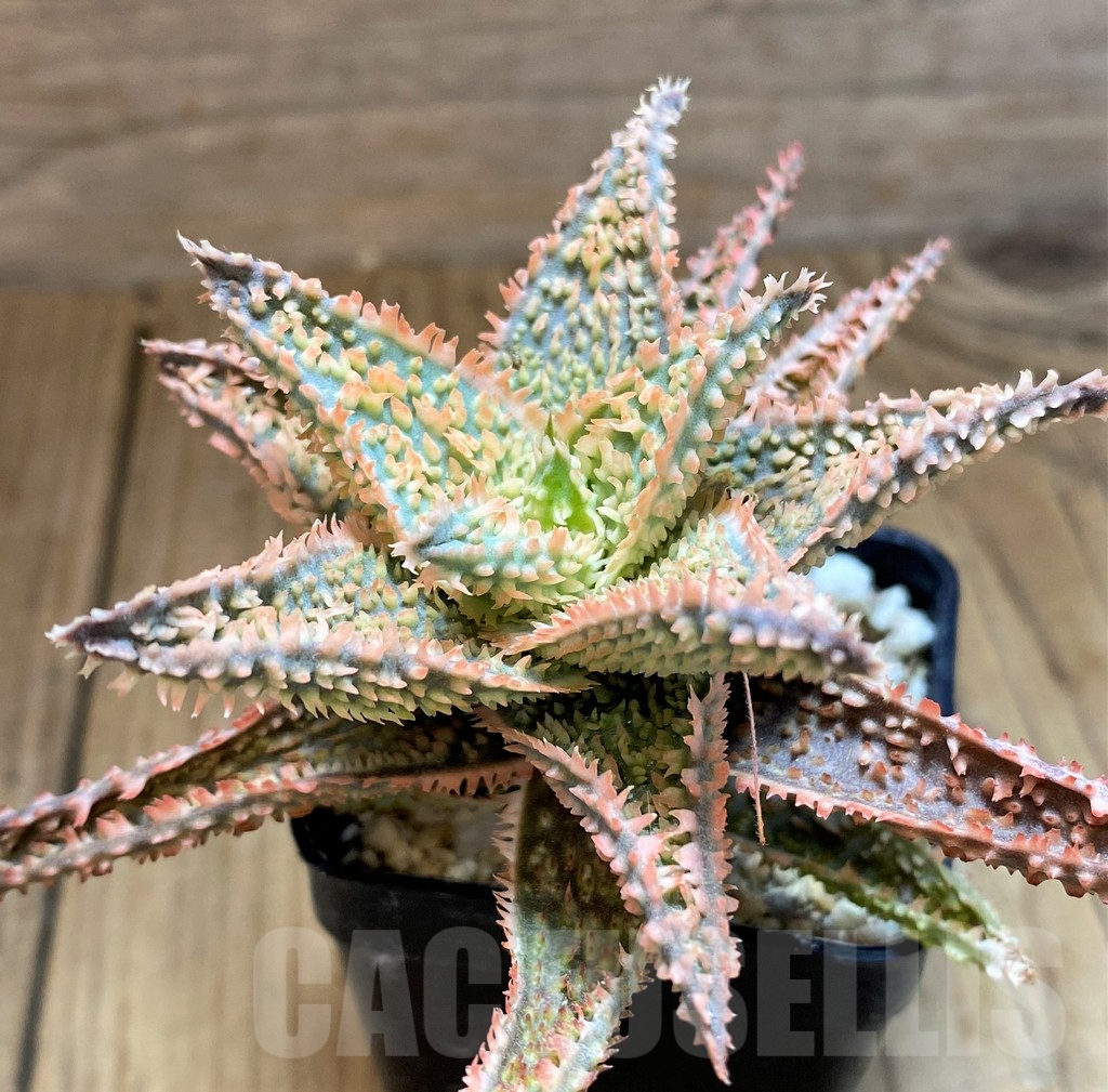 SH11406 Aloe TCT hybrid