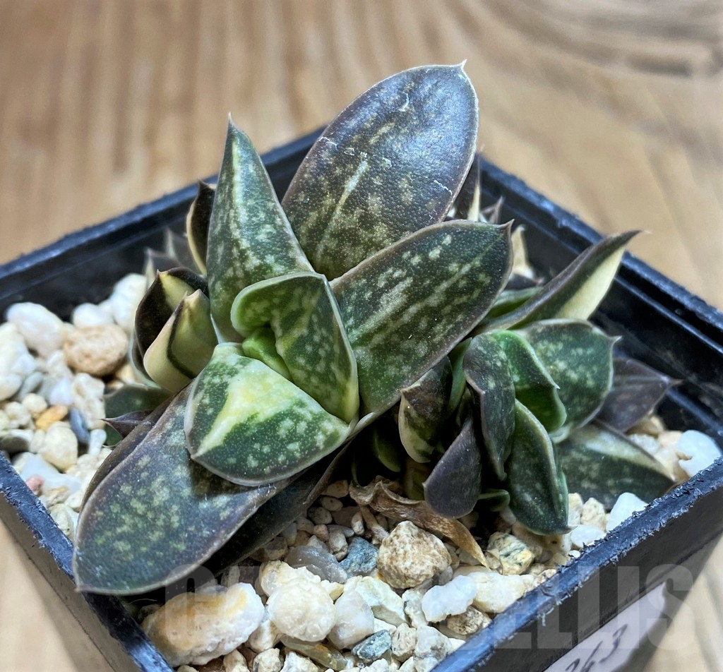 SH11343 Gasteria minima f. variegata