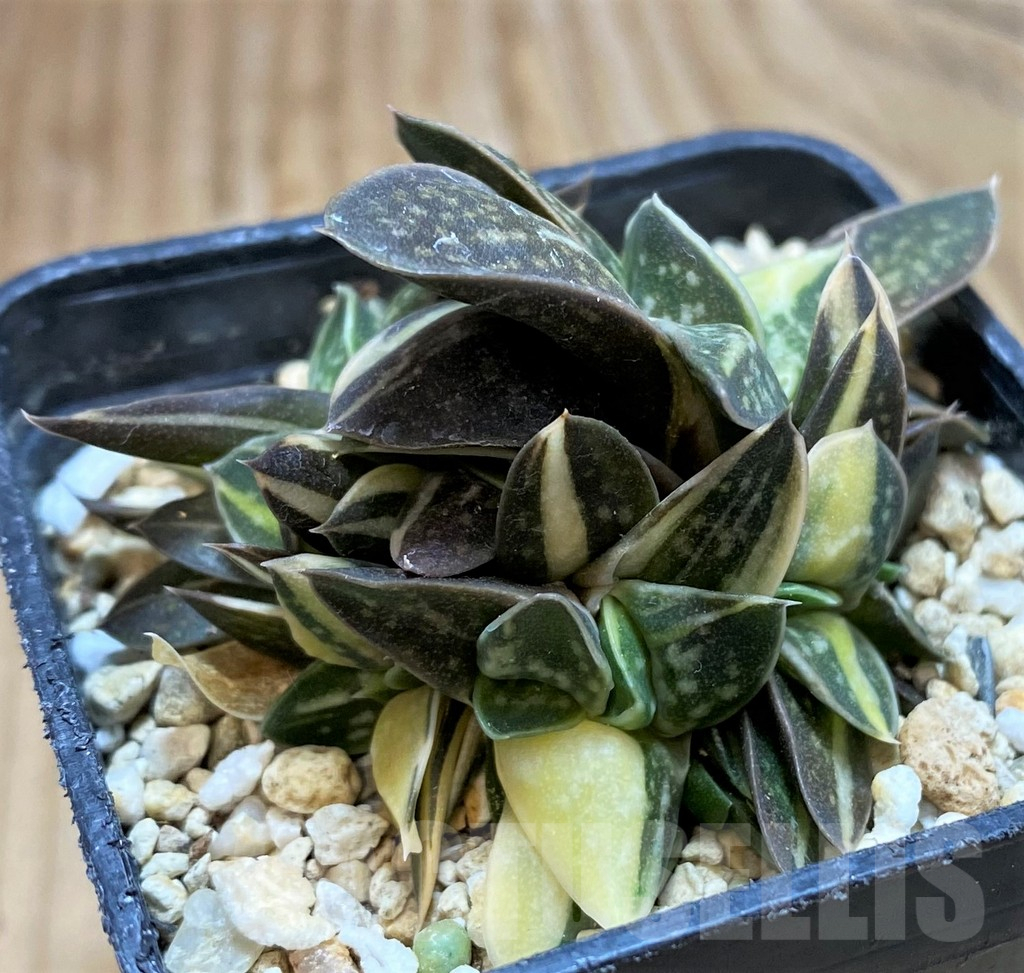 SH11343 Gasteria minima f. variegata - Image 2