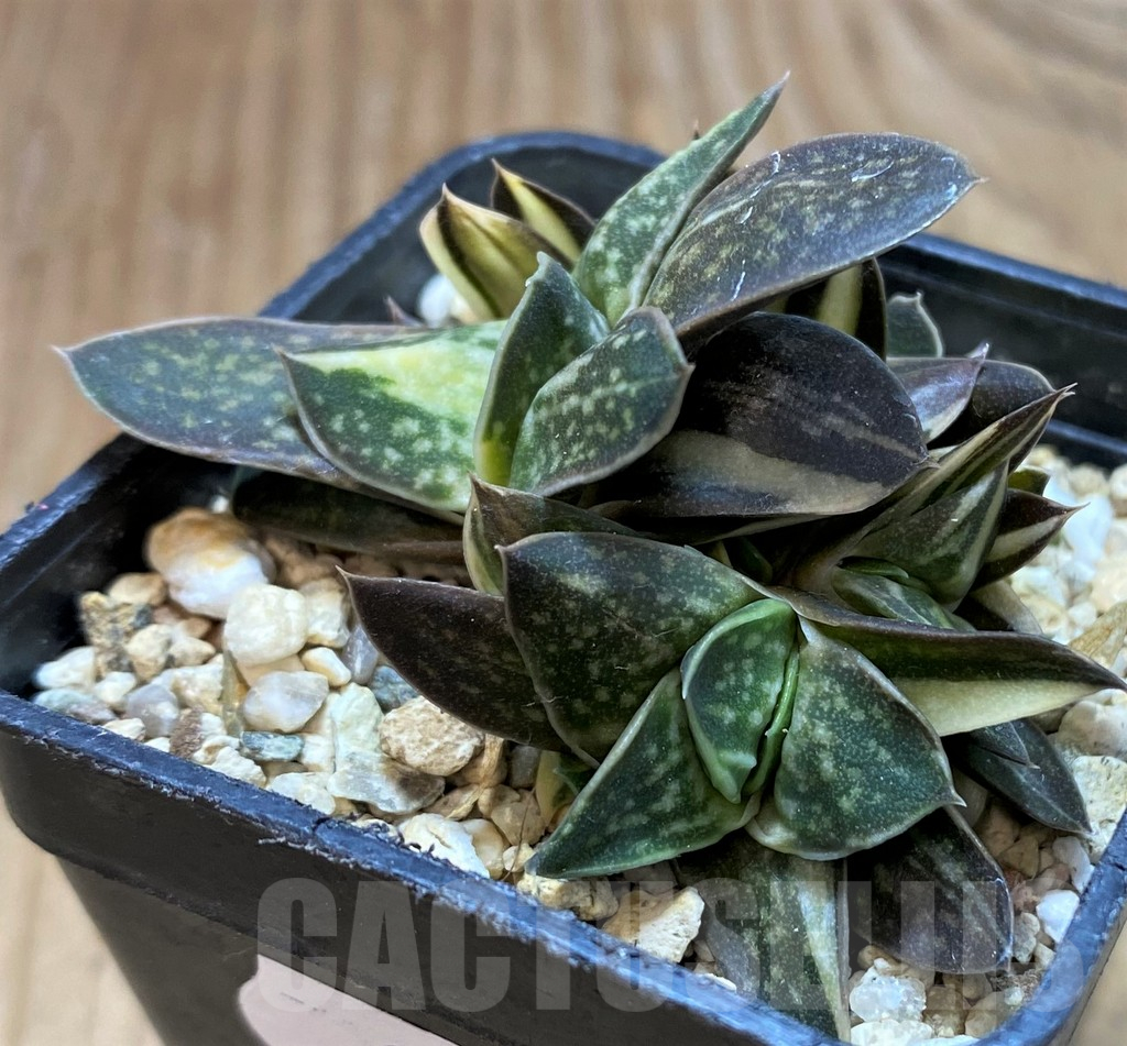 SH11343 Gasteria minima f. variegata - Image 3