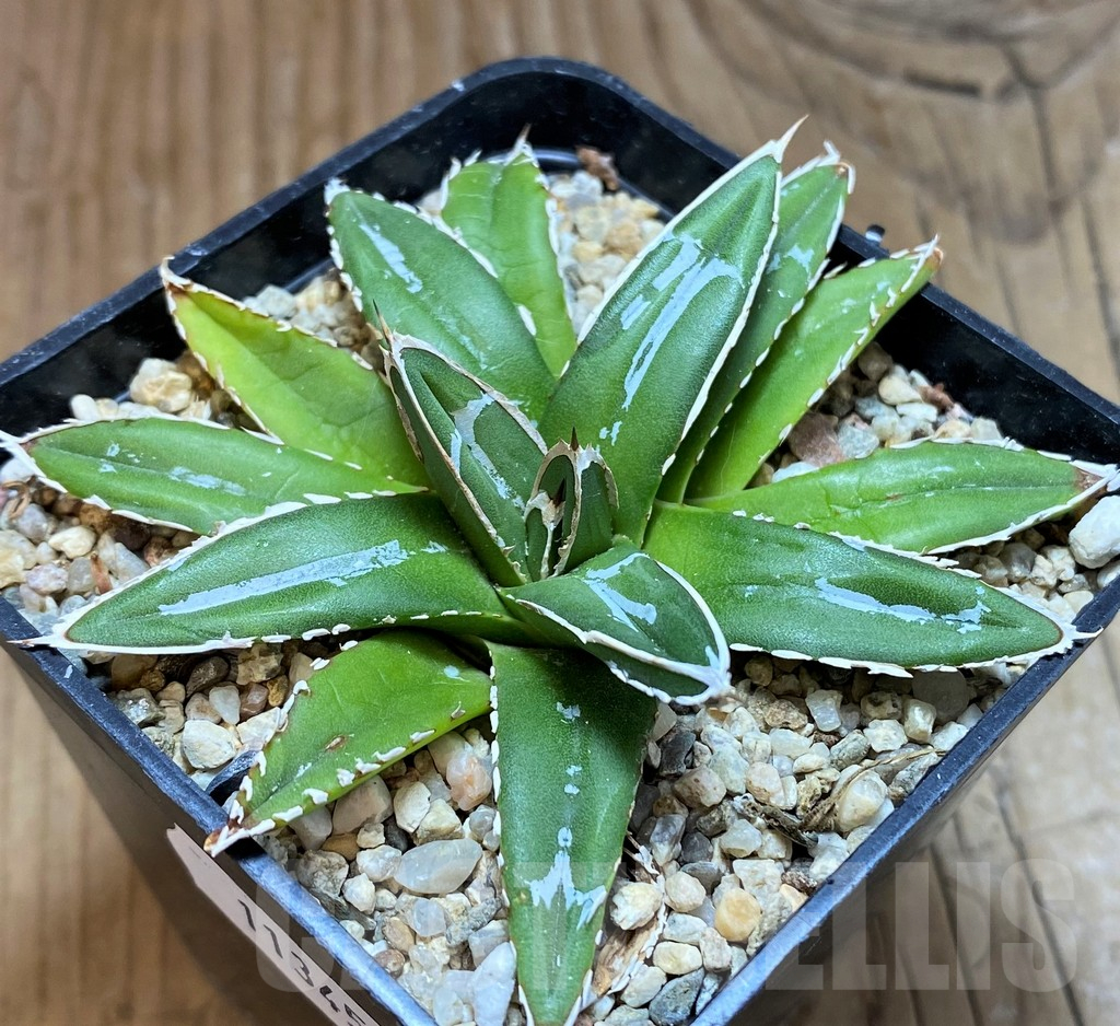 SH11345 Agave victoriae-reginae ‘Himeson-no-yuki’ - Image 2