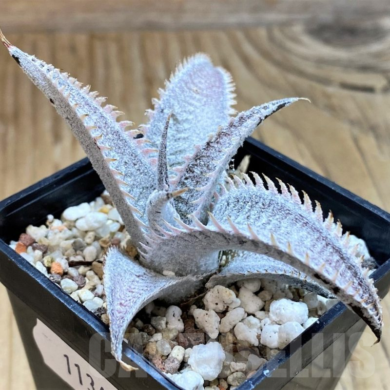 ディッキア Dyckia 'Brittle Star' F3 D033 ディッキア Dyckia 'Brittle Star' F3 D033 【公式通販】