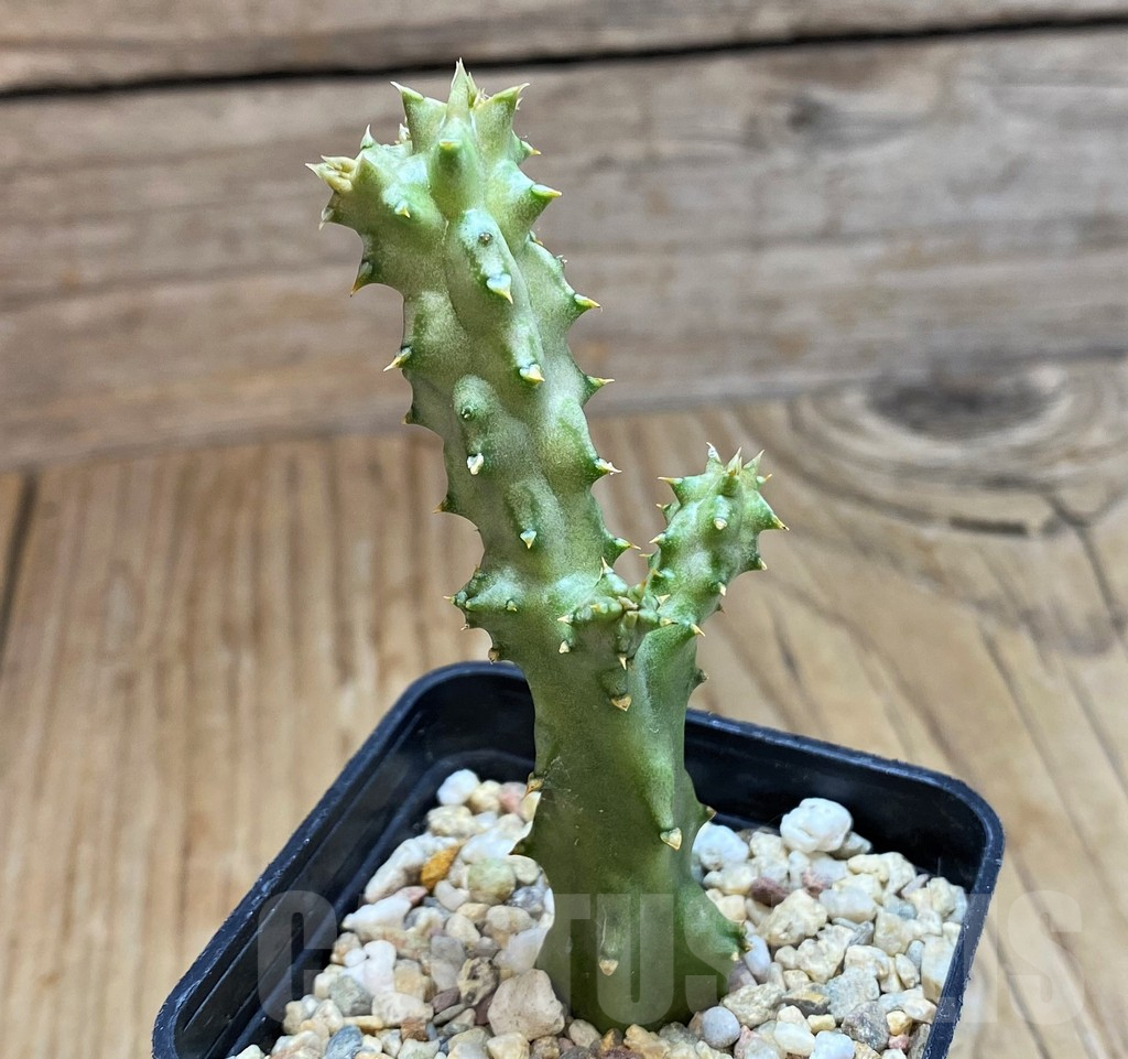 SH11353 Edithcolea grandis, Clon 2 - Image 2