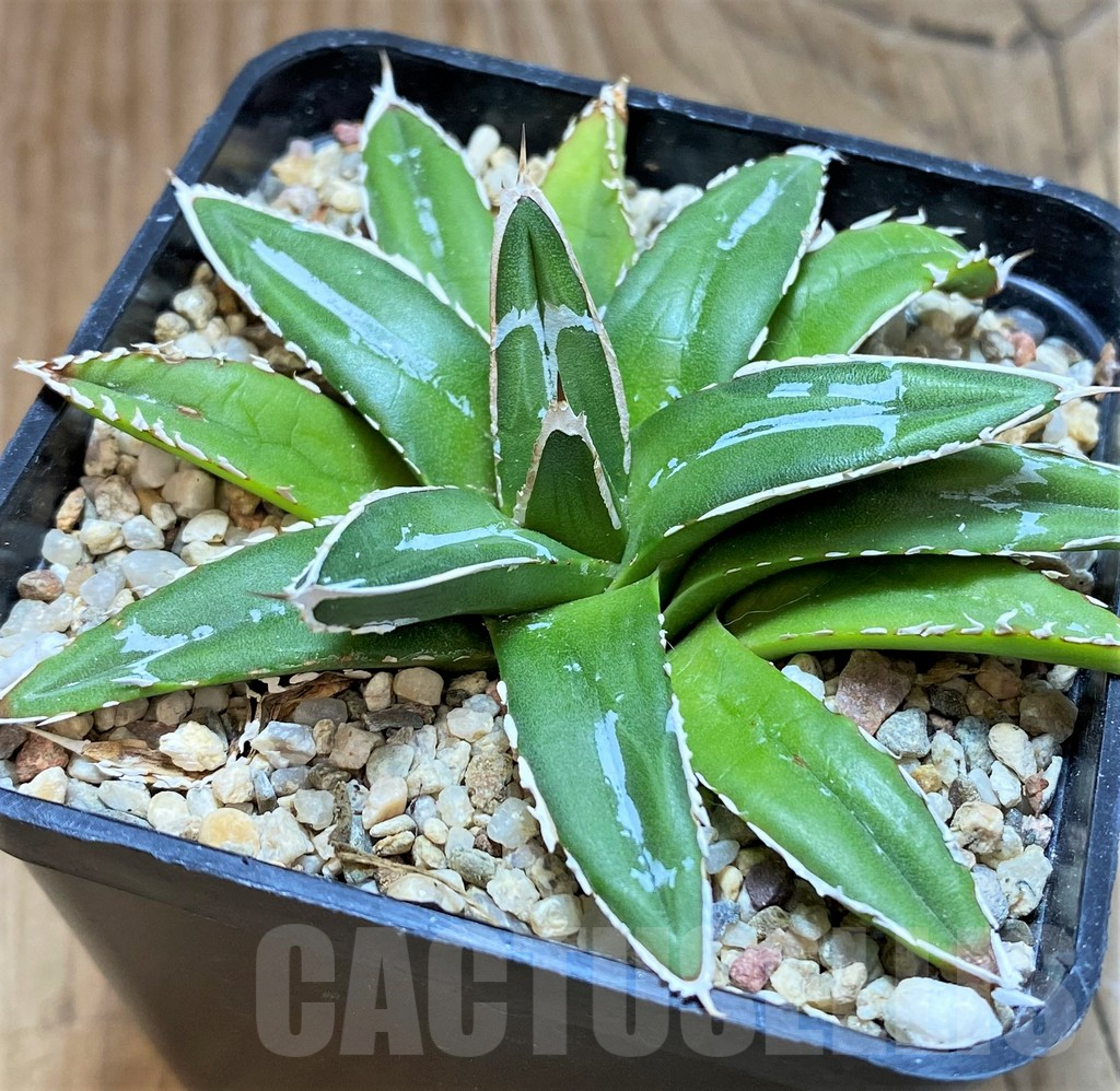 SH11345 Agave victoriae-reginae ‘Himeson-no-yuki’