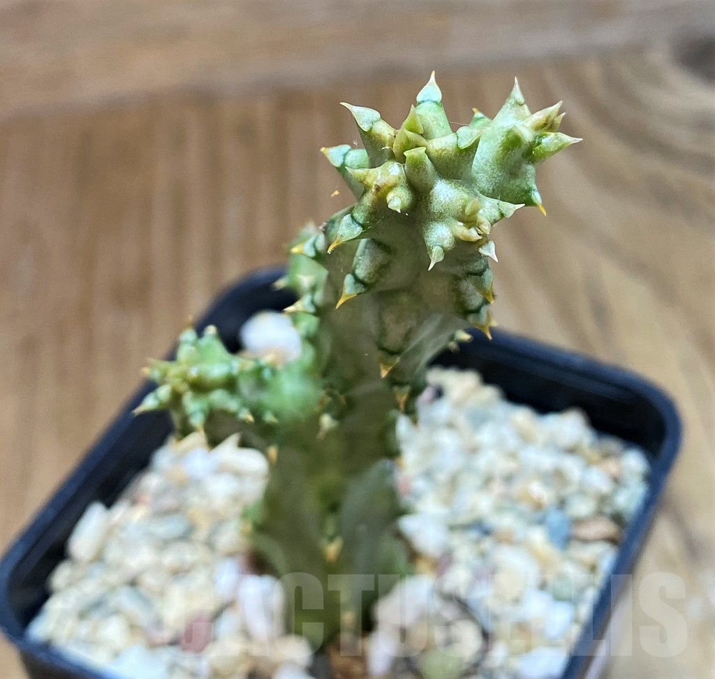 SH11353 Edithcolea grandis, Clon 2