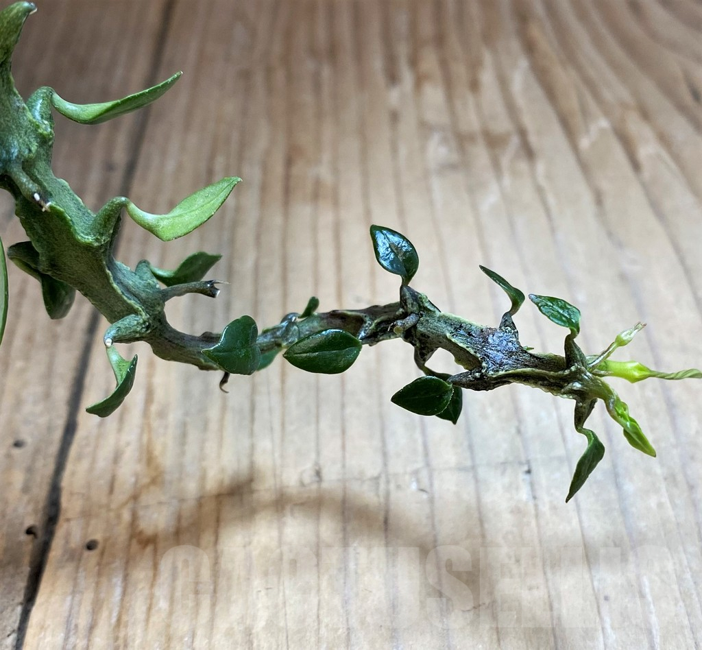 SH11356 Ceropegia simoneae ‘Green Form’