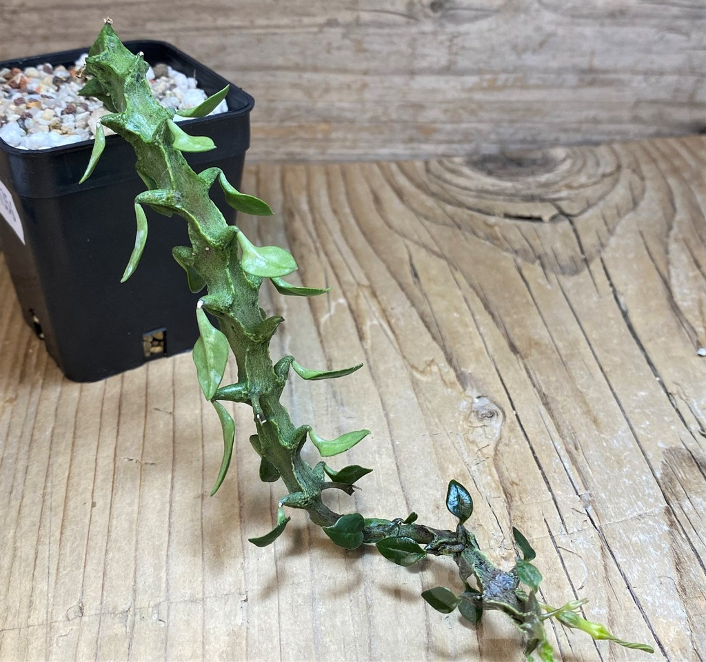 SH11356 Ceropegia simoneae ‘Green Form’ - Image 2