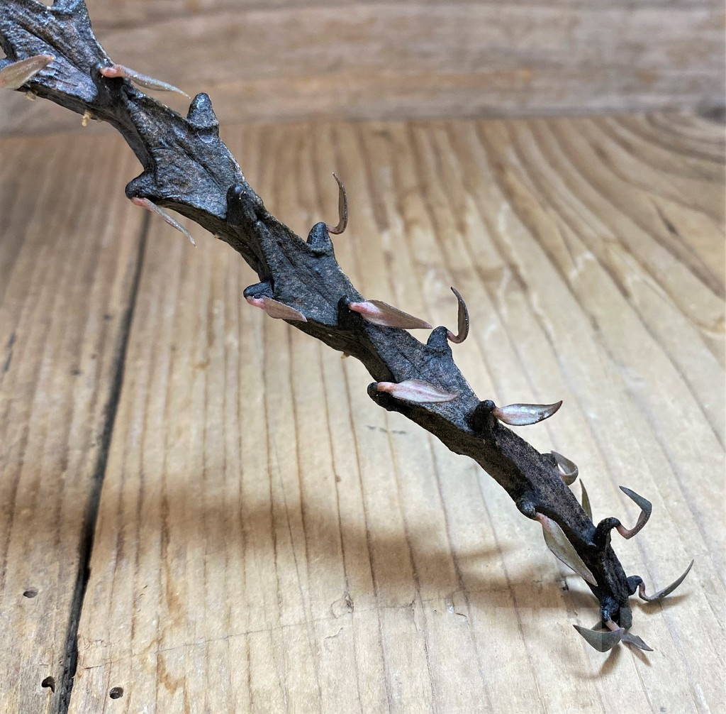 SH11357 Ceropegia bosseri