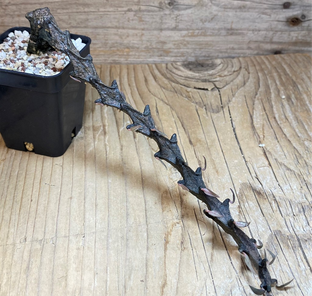 SH11357 Ceropegia bosseri - Image 2