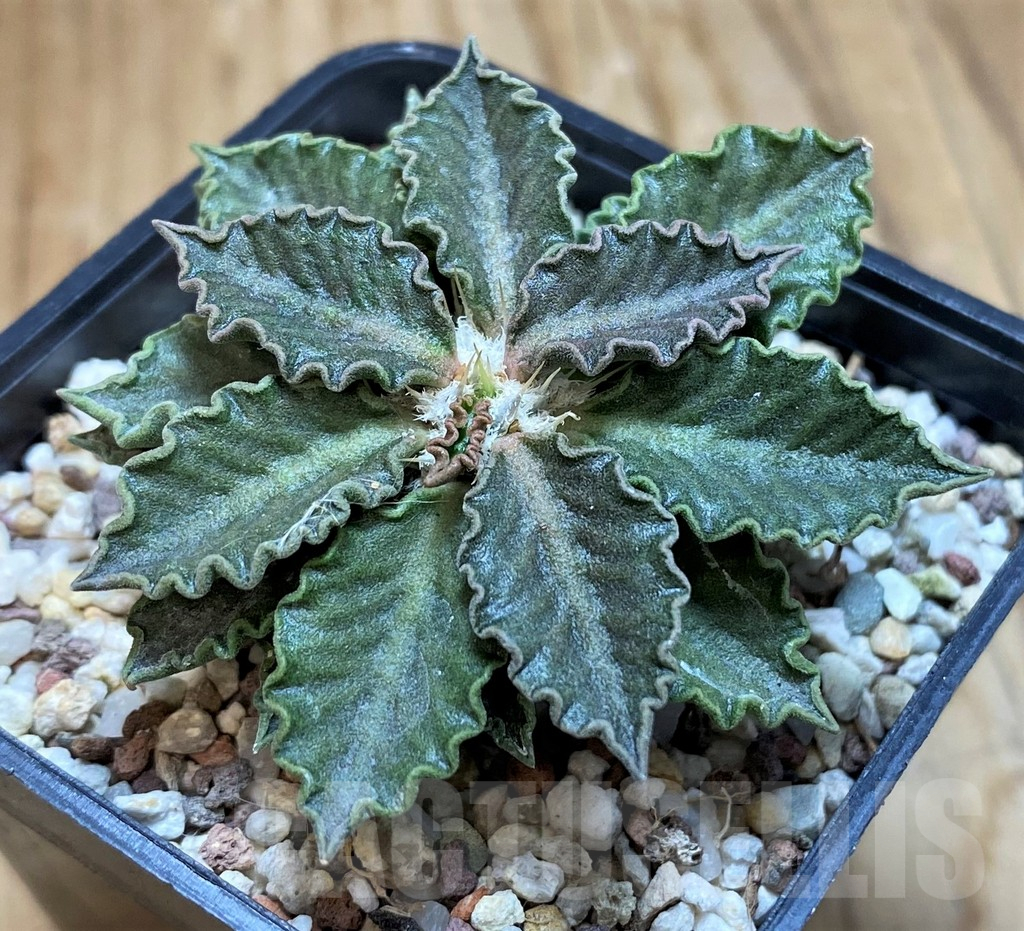 SH11358 Euphorbia tulearensis - 画像 (2)