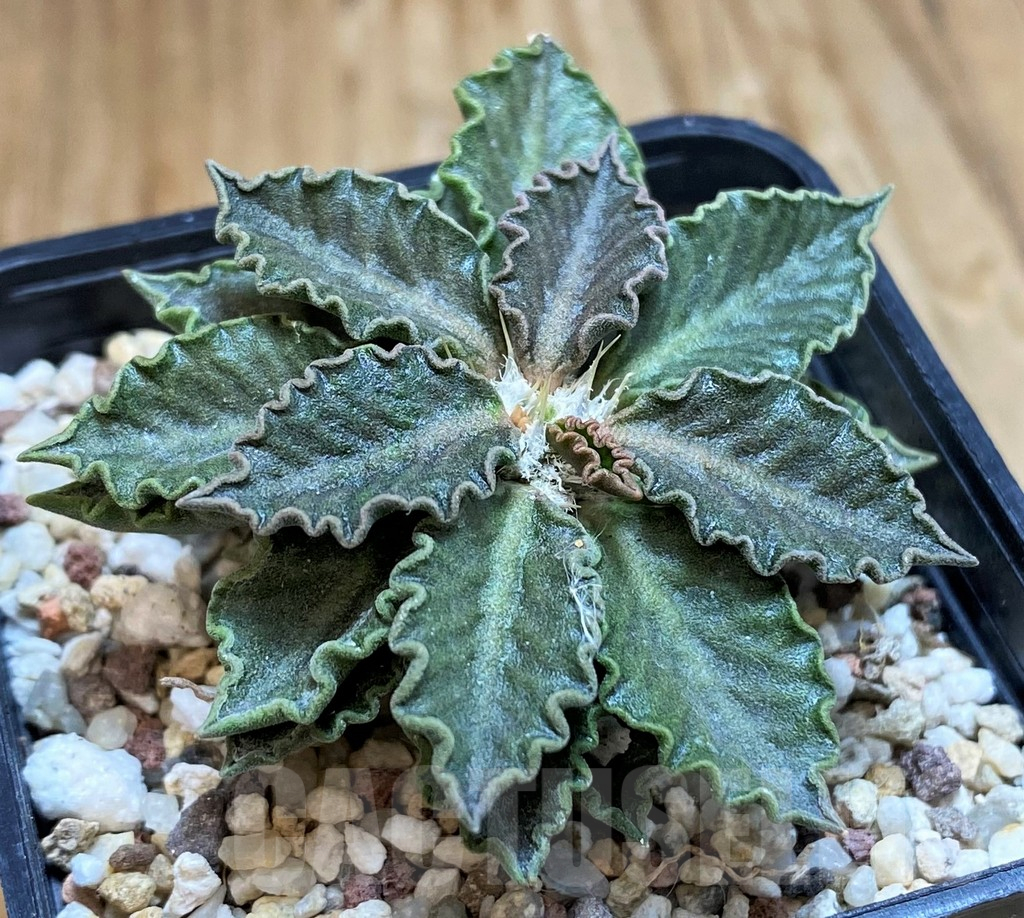 SH11358 Euphorbia tulearensis