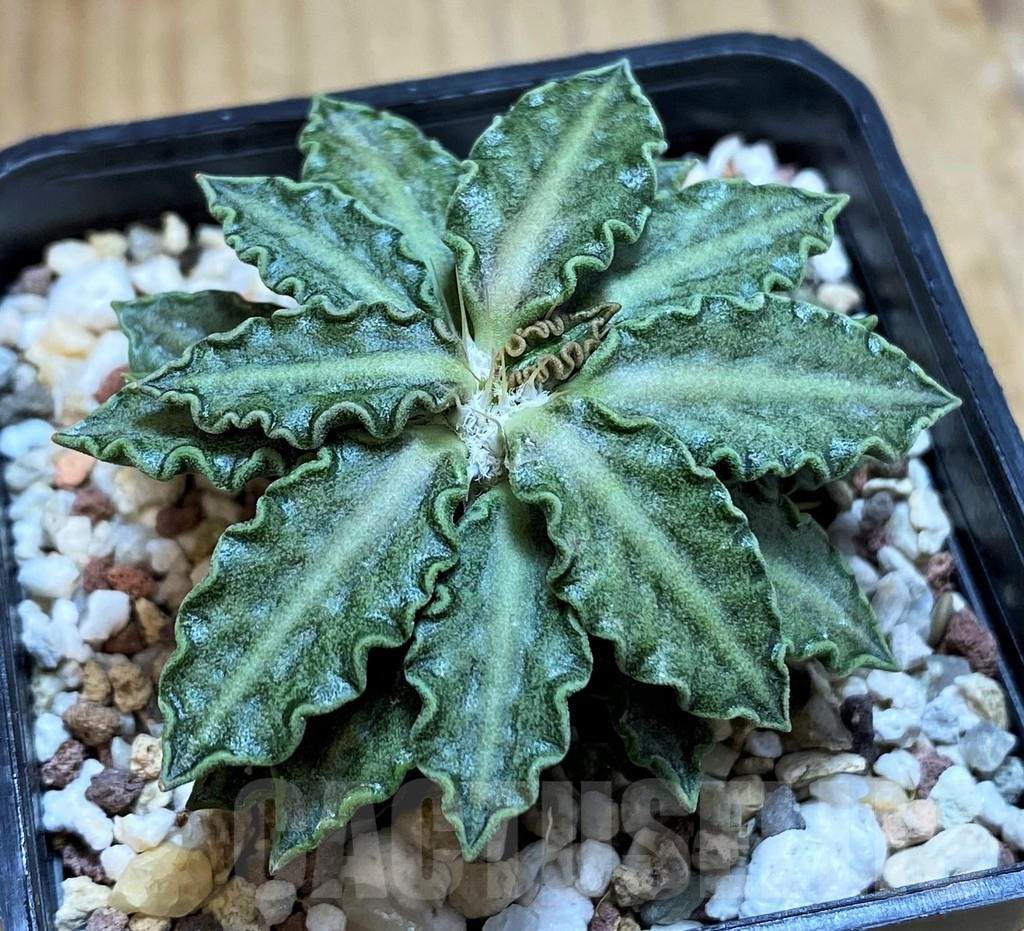 SH11359 Euphorbia tulearensis