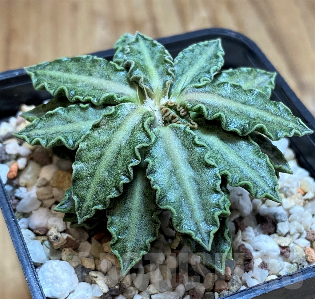 SH11359 Euphorbia tulearensis - Image 2