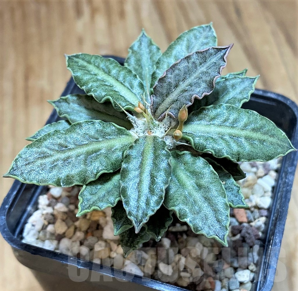 SH11360 Euphorbia tulearensis - Image 2