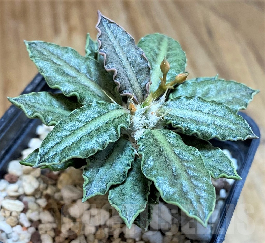 SH11360 Euphorbia tulearensis