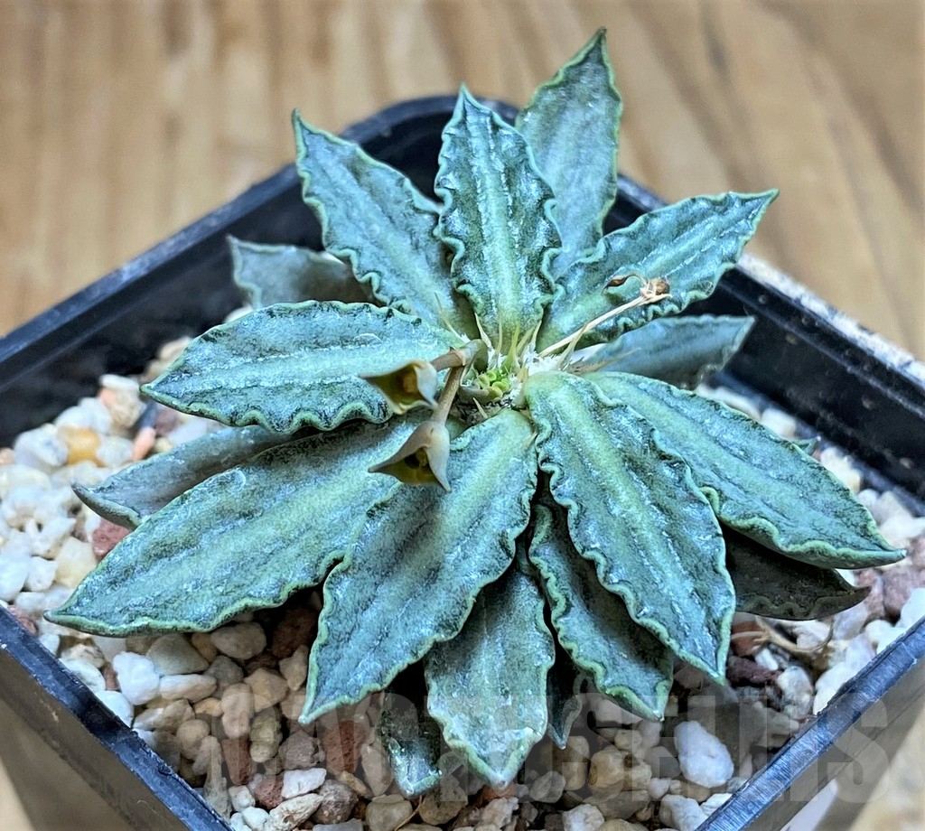 SH11361 Euphorbia tulearensis