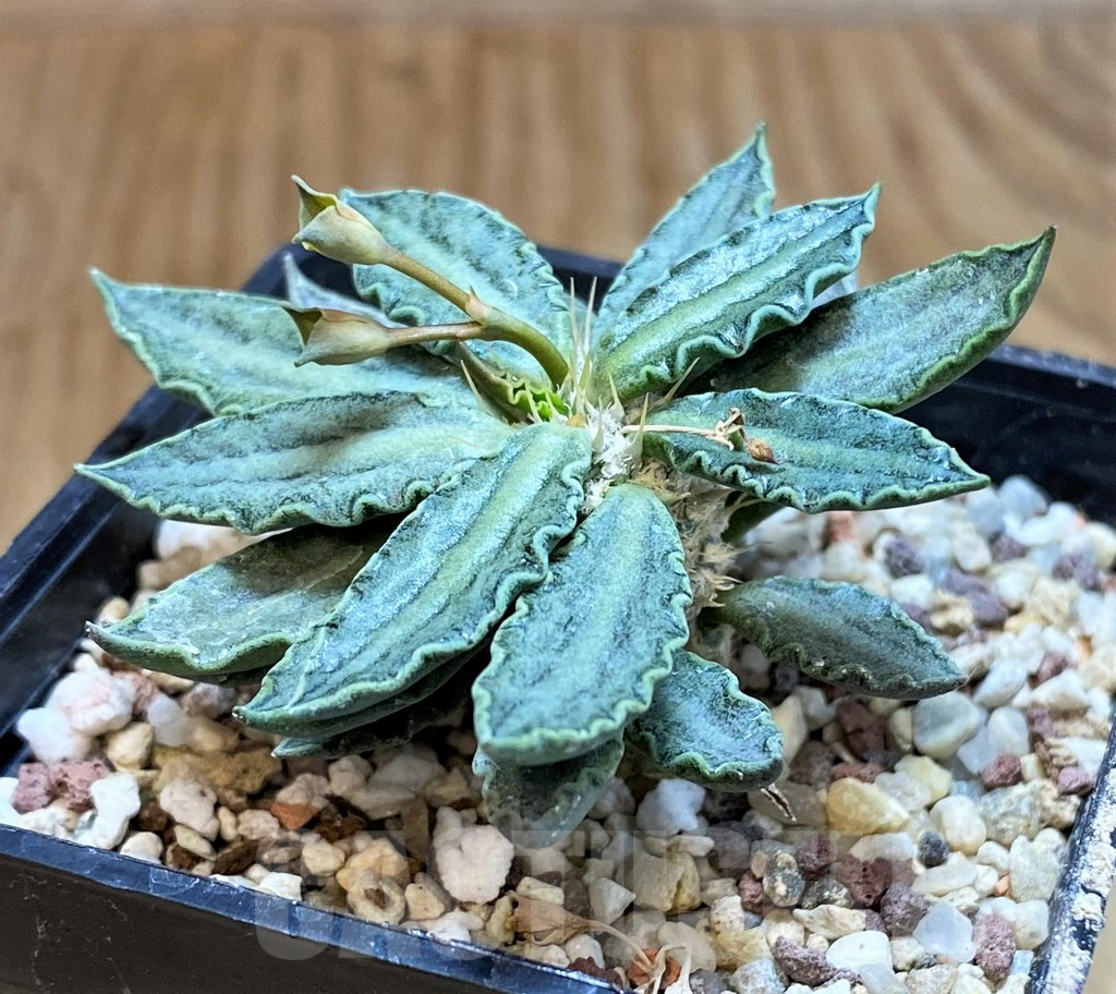 SH11361 Euphorbia tulearensis - Image 2