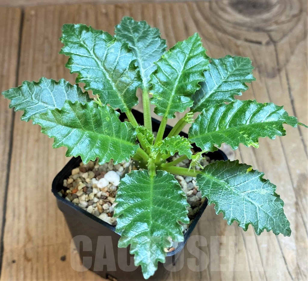 SH11363 Dorstenia horwoodii - Imagen 2