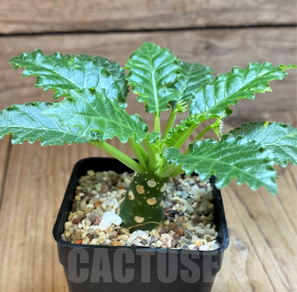 SH11363 Dorstenia horwoodii