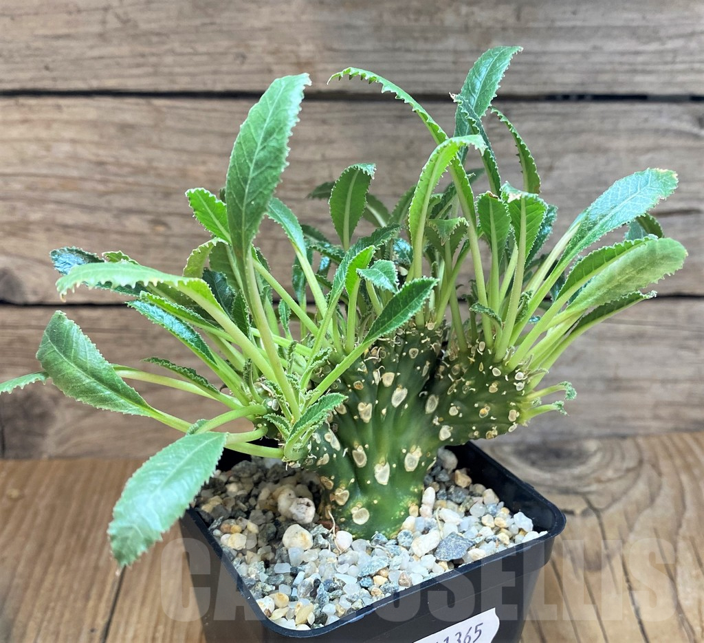 SH11365 Dorstenia foetida f. cristata