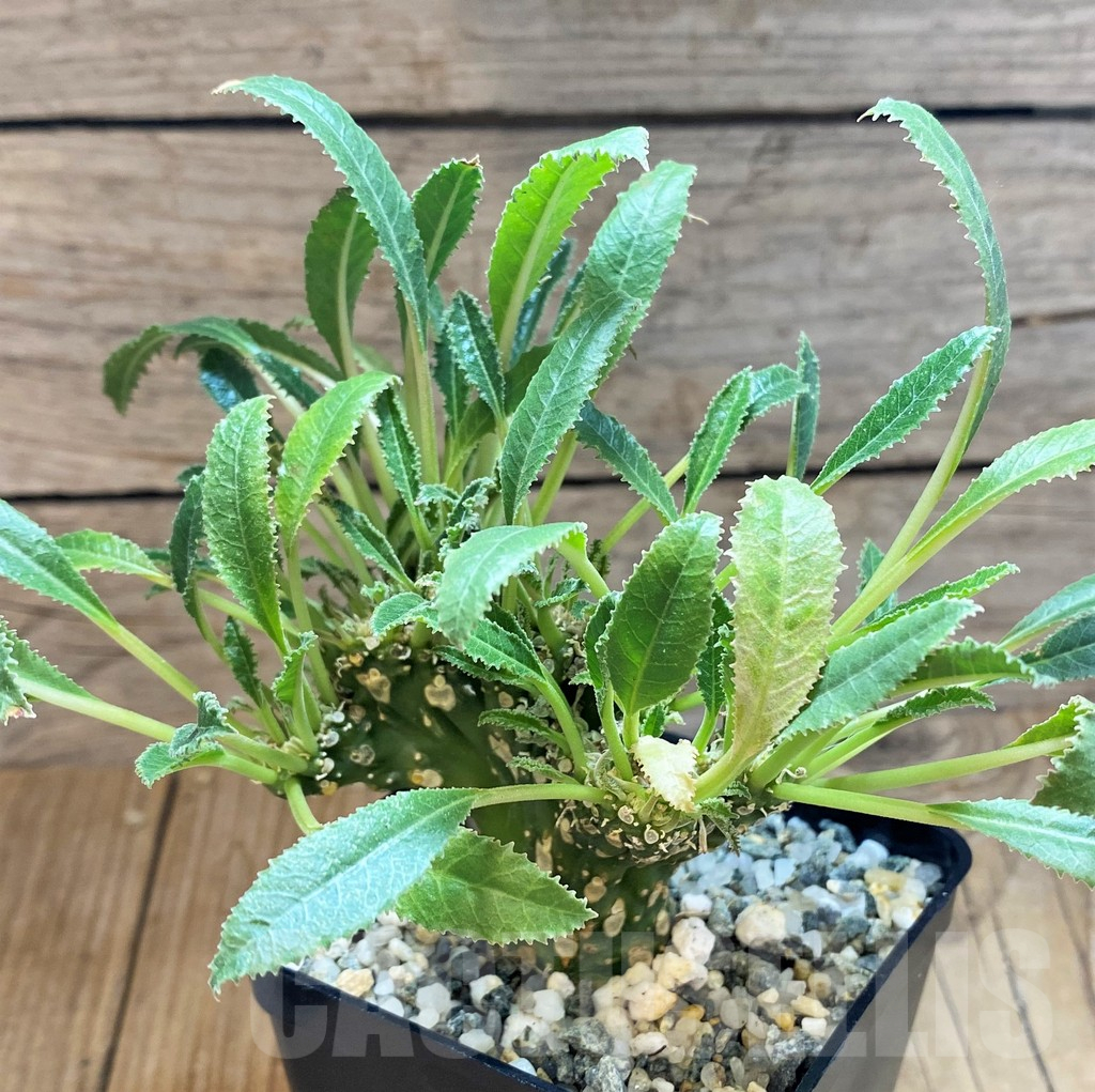 SH11365 Dorstenia foetida f. cristata - Image 2