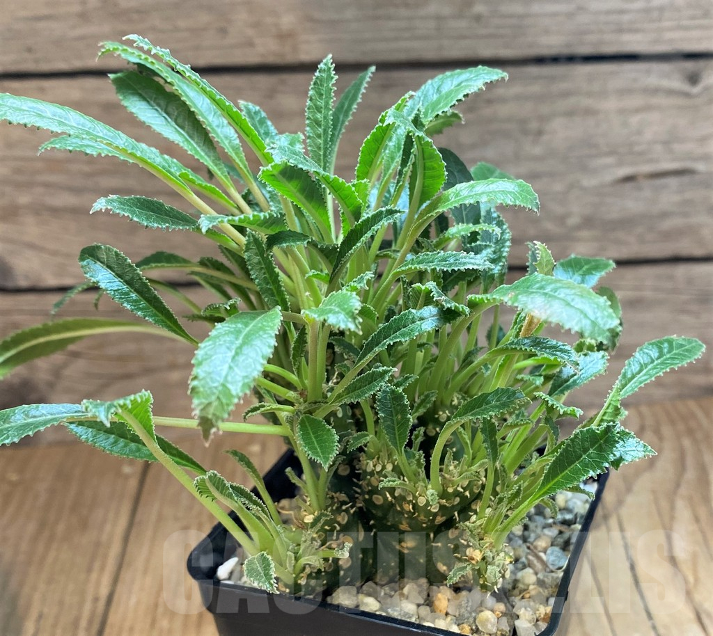 SH11366 Dorstenia foetida f. cristata - Image 2