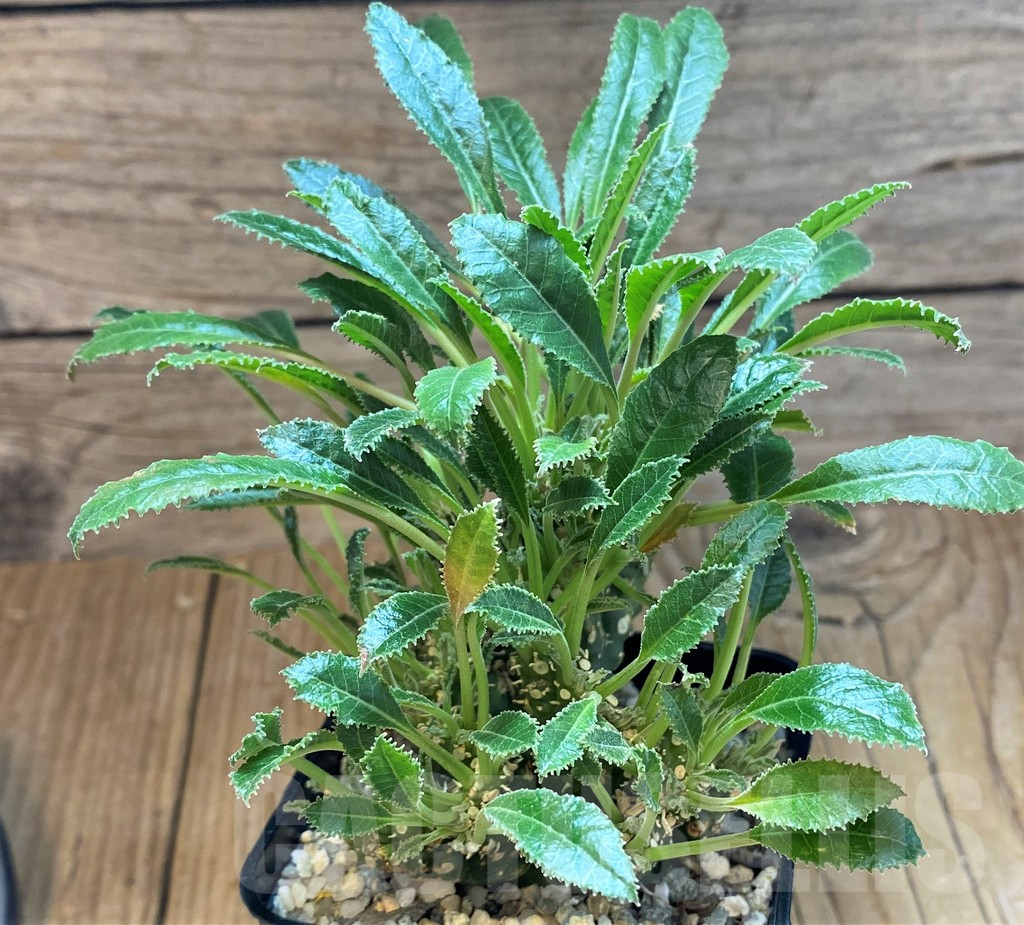 SH11366 Dorstenia foetida f. cristata