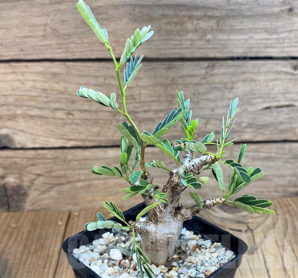 SH11367 Senna meridionalis