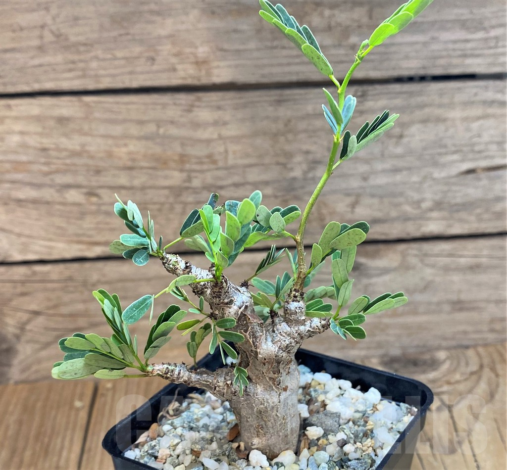 SH11367 Senna meridionalis - Image 2