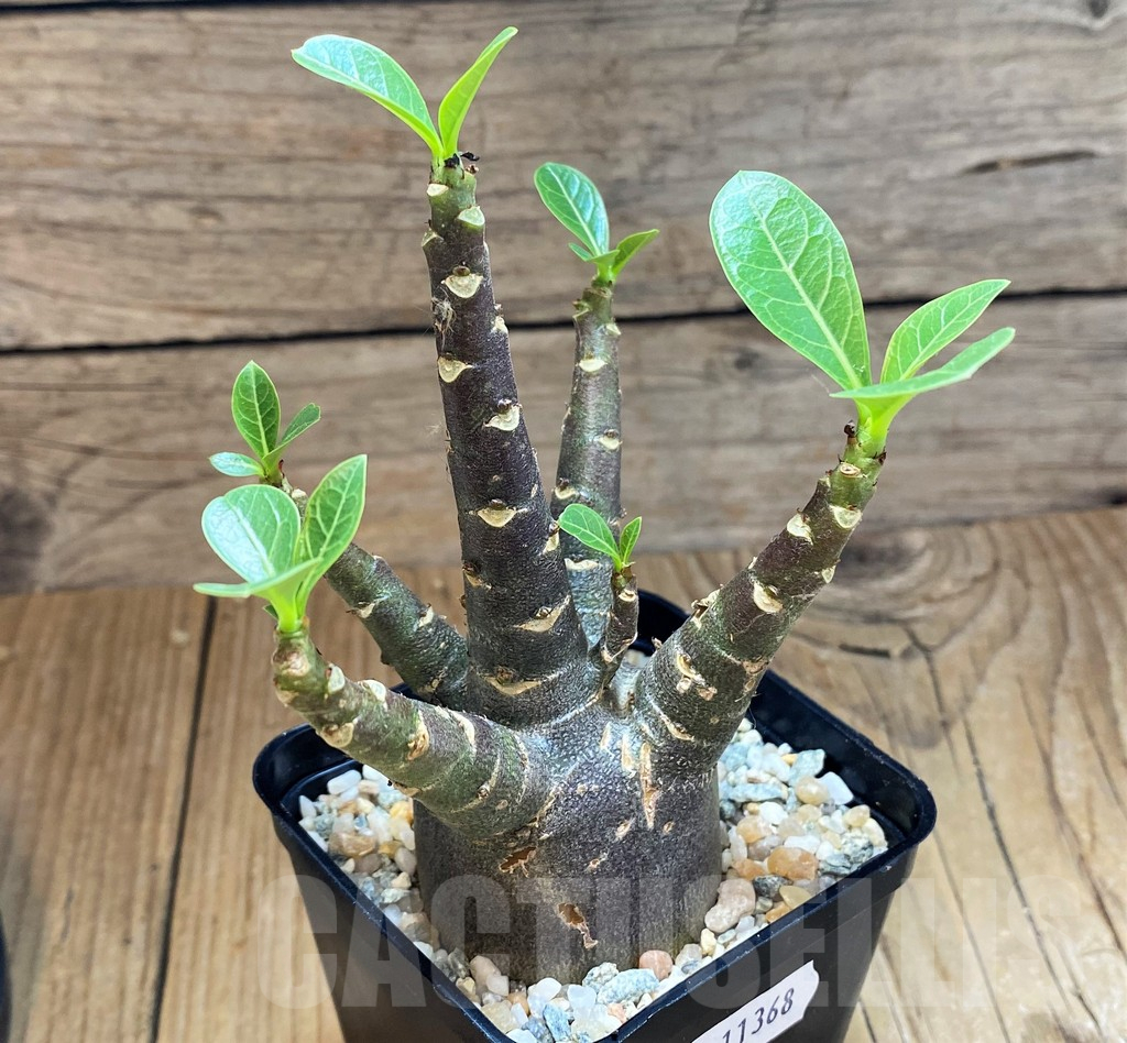 SH11368 Adenium arabicum 'Black Body'