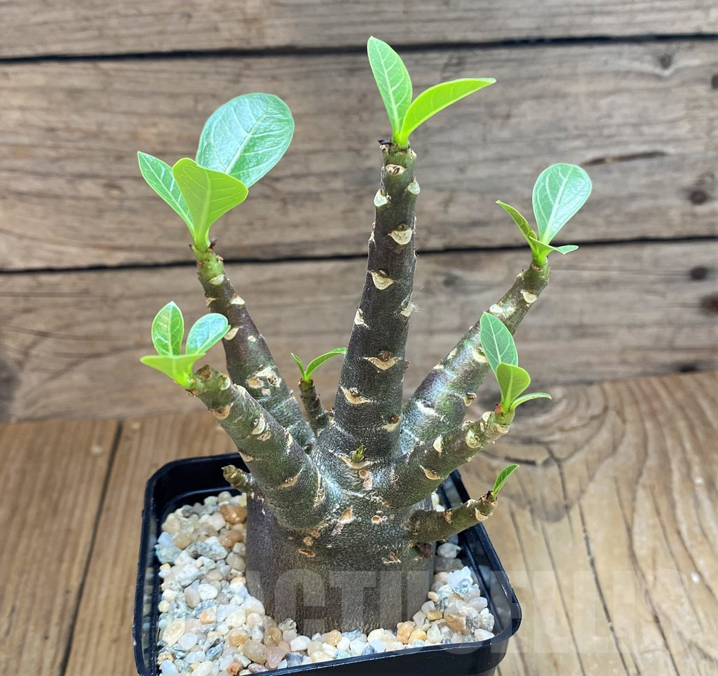 SH11368 Adenium arabicum 'Black Body' – Image 2