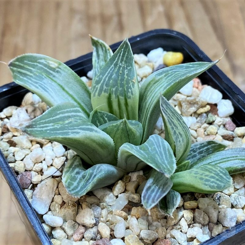 SH11369 Haworthia 'Milky way'