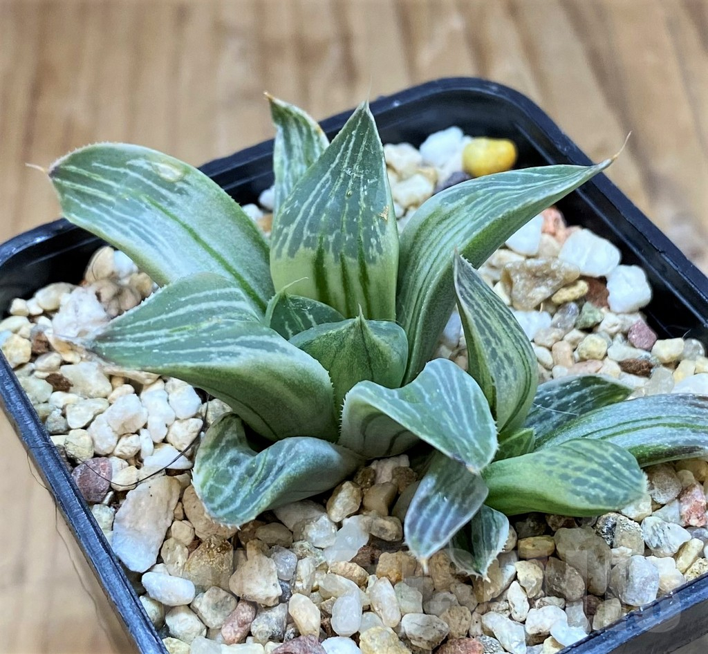 SH11369 Haworthia 'Milky way'