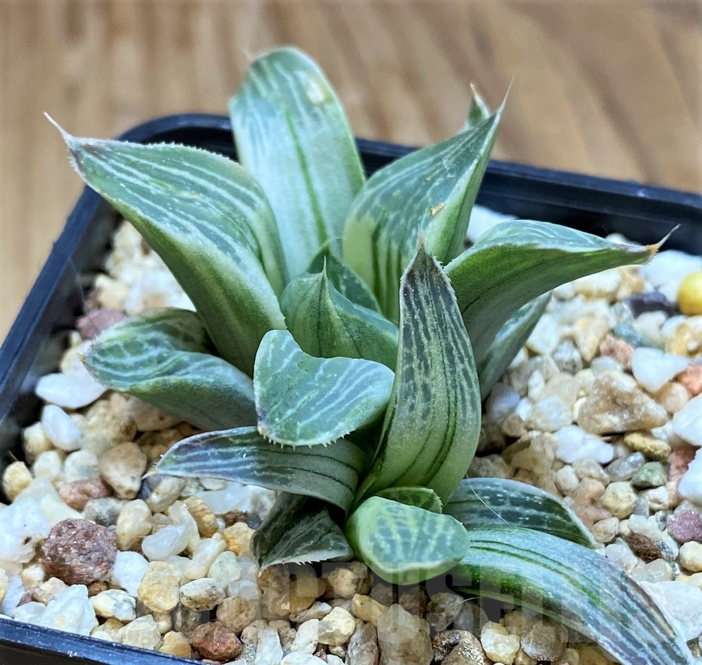 SH11369 Haworthia 'Milky way' - Image 2