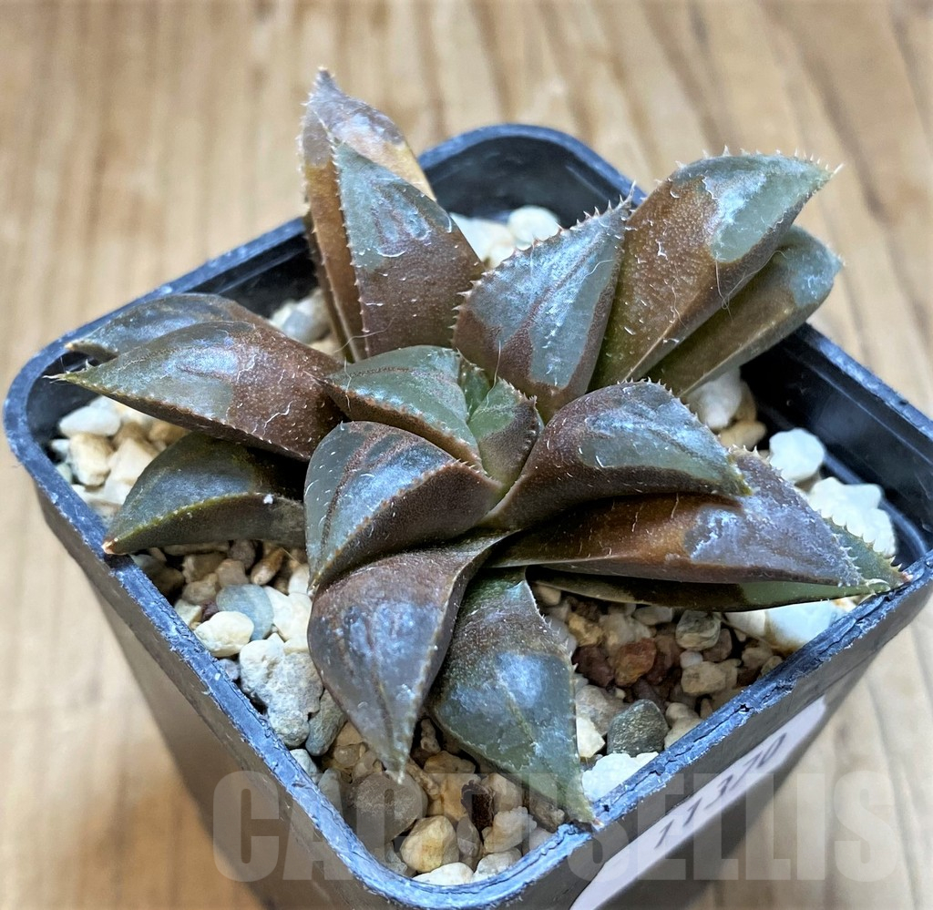 SH11370 Haworthia mirabilis 'Mundula' - immagine 2
