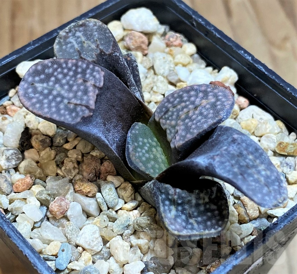 SH11371 Haworthia groenewaldii - immagine 2