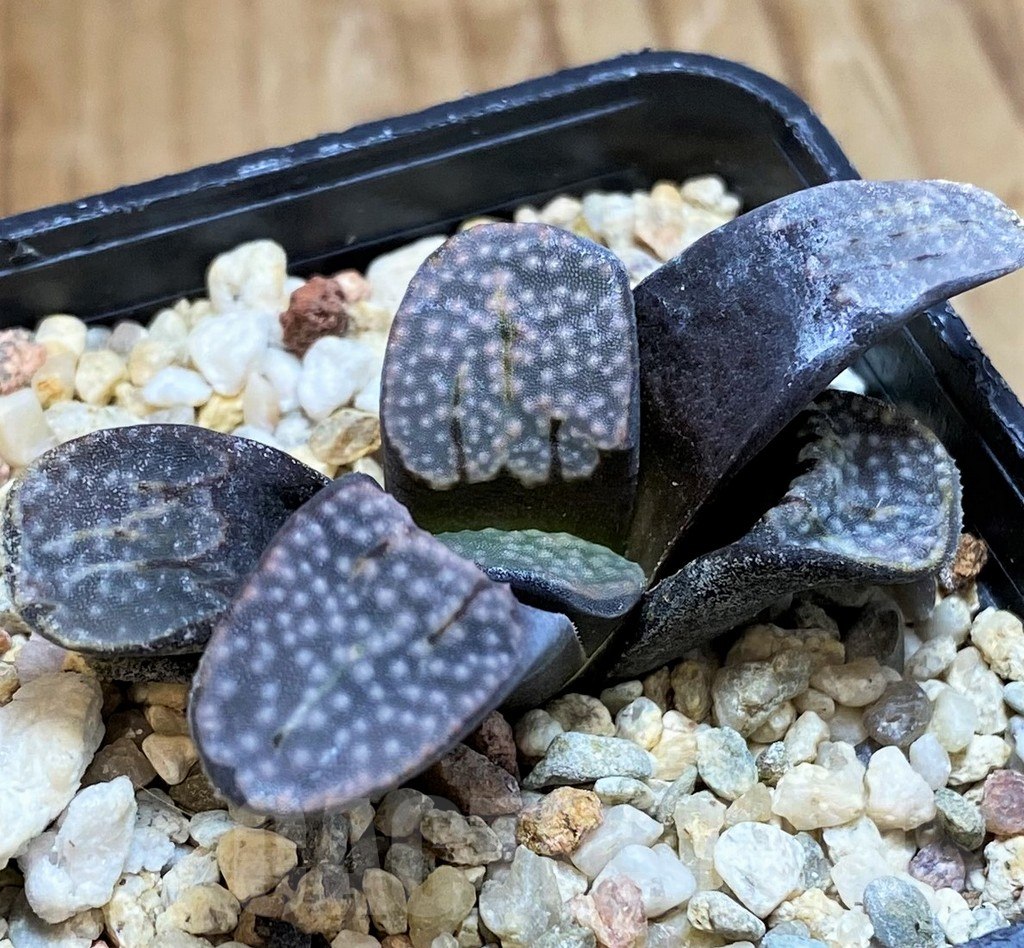 SH11371 Haworthia groenewaldii