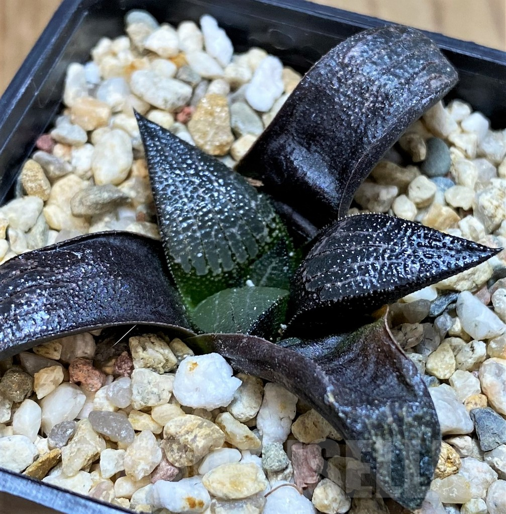 SH11372 Haworthia marxii hybrid - Image 2