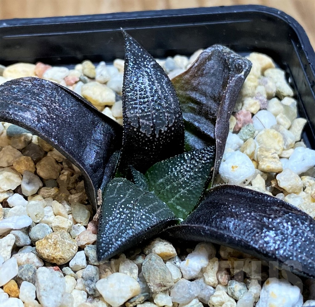 SH11372 Haworthia marxii hybrid