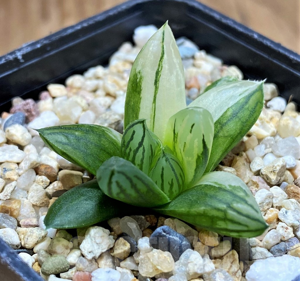 SH11373 Haworthia obtusa f. variegata - Image 2