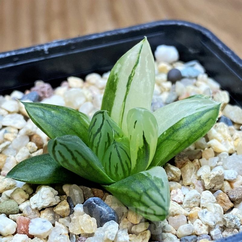 SH11373 Haworthia obtusa f. variegata