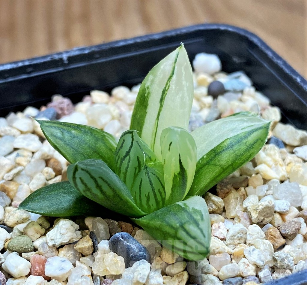 SH11373 Haworthia obtusa f. variegata