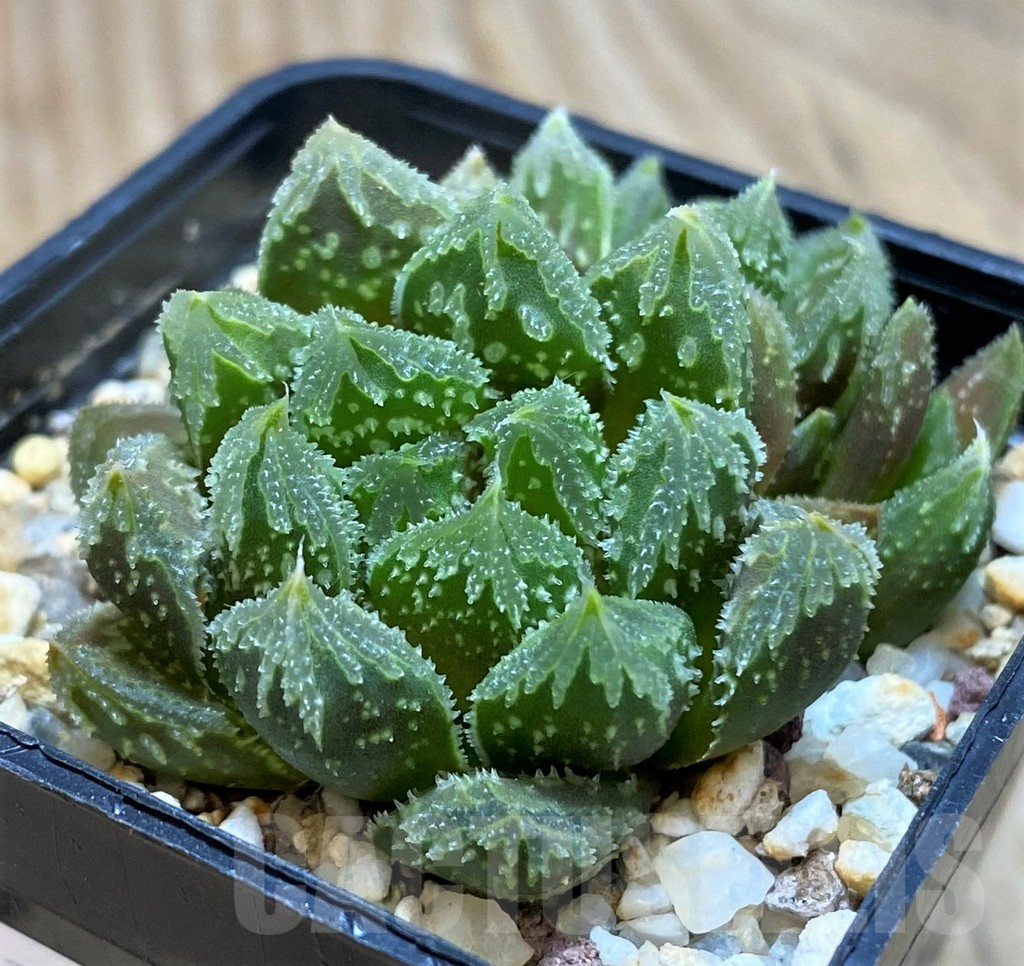 VVG11632 Haworthia 'Gorbi' F2, seedling