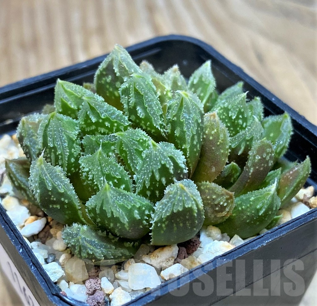 VVG11632 Haworthia 'Gorbi' F2, seedling - Imagen 2