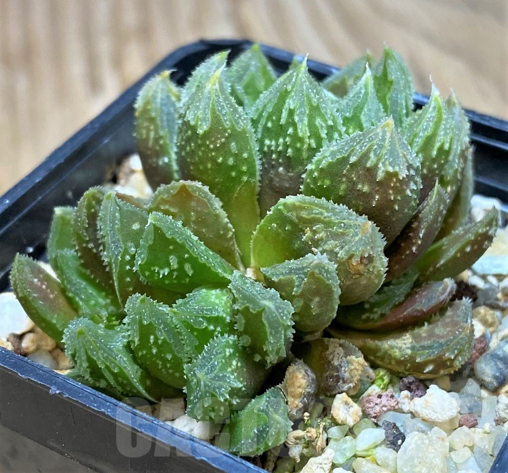VVG11632 Haworthia 'Gorbi' F2, seedling - Imagen 3