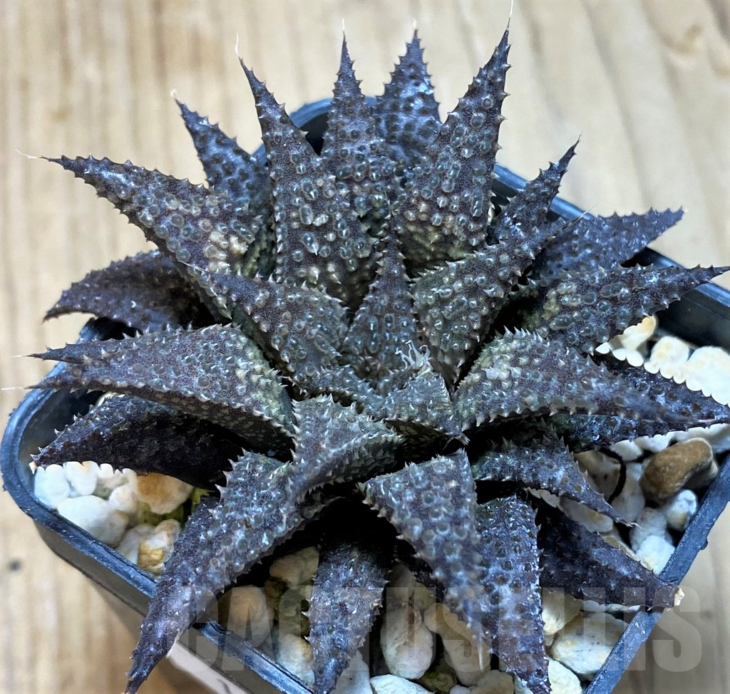 SH11639 Haworthia wimii x koelmaniorum